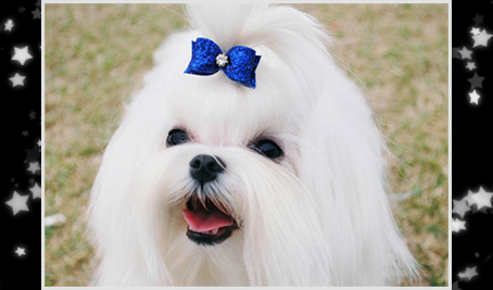 Maltese dog with blue bow