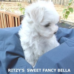 Female Maltese Puppy