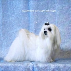 Male Maltese Dog