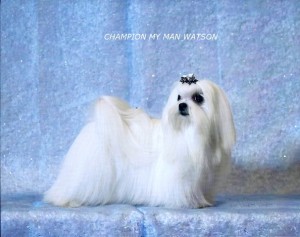 Male Maltese Dog