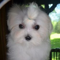 Male Maltese Puppy