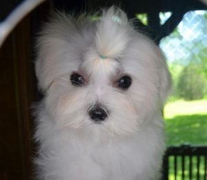 Male Maltese Puppy