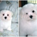 2 CHAMPION SIRED BROTHERS CALLED FRIC & FRAC – AVAILABLE NOW!