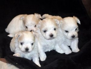 Male Maltese Puppies