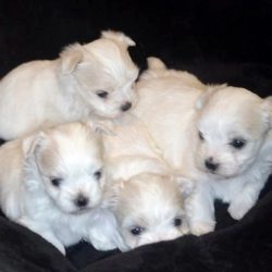 Male Maltese Puppies