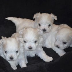 Male Maltese Puppies
