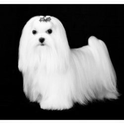 Male Maltese Dog