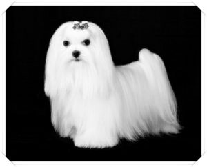 Male Maltese Dog