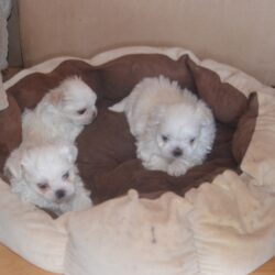 maltese puppies for sale. all white